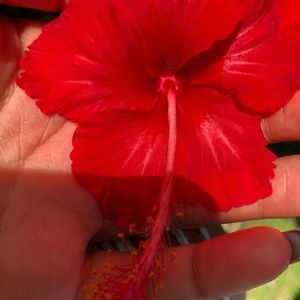 Meet your Posher, Bella